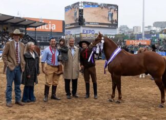 Un caballo de Mburucuyá ganó el Reservado Gran Campeón Macho en Palermo