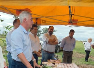 La nuez pecán gana terreno en el sur correntino con más de 250 hectáreas implantadas
