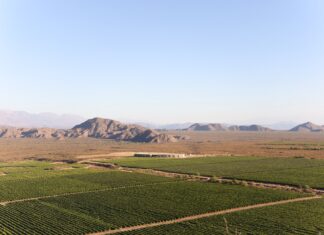 Hay vinos que invitan a viajar: Del Valle de Chañarmuyo al Bosque de Leloir